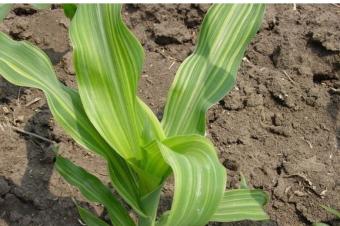 Agriculture et Consultance des Experts Agricoles en RDCongo